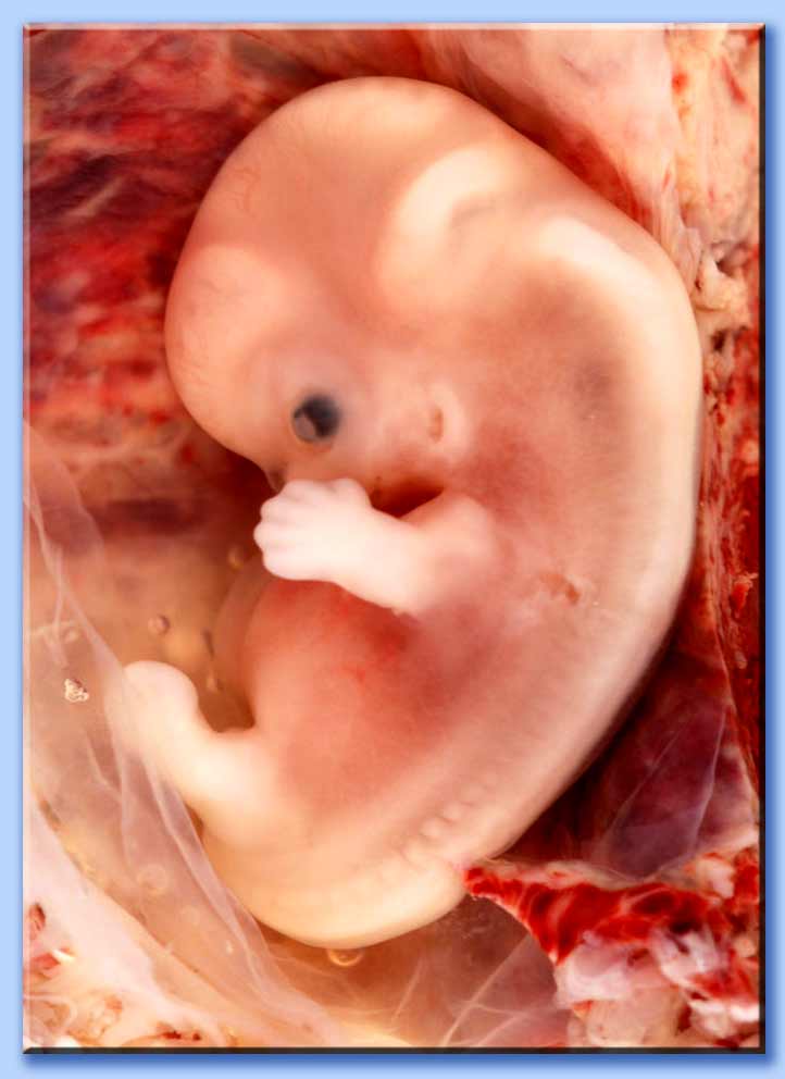 feto di 9 settimane