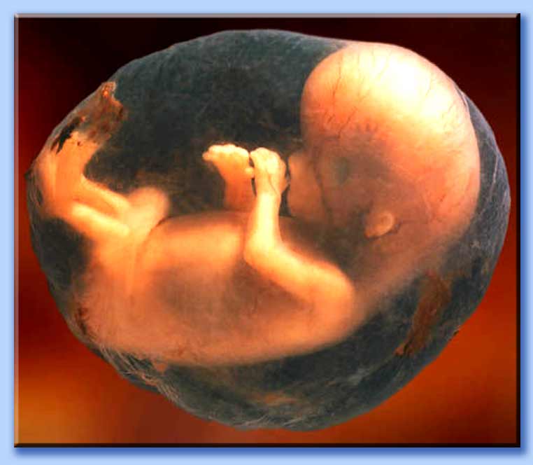 feto di 8 settimane