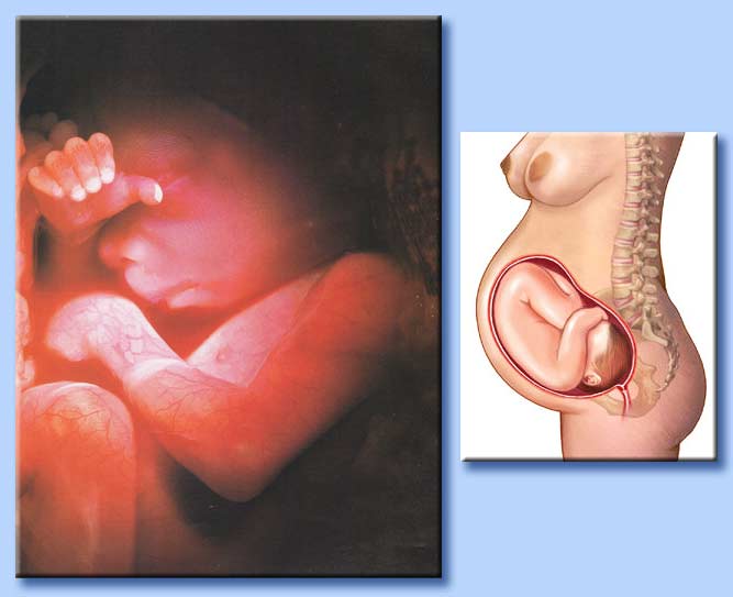 feto al nono mese di gestazione