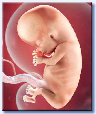 feto 10 settimane