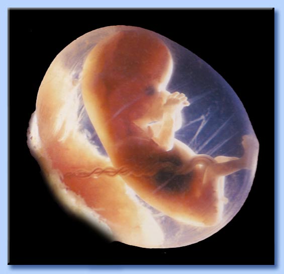 feto di tre mesi