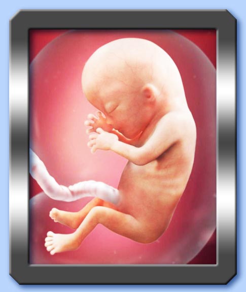 il feto è umano?