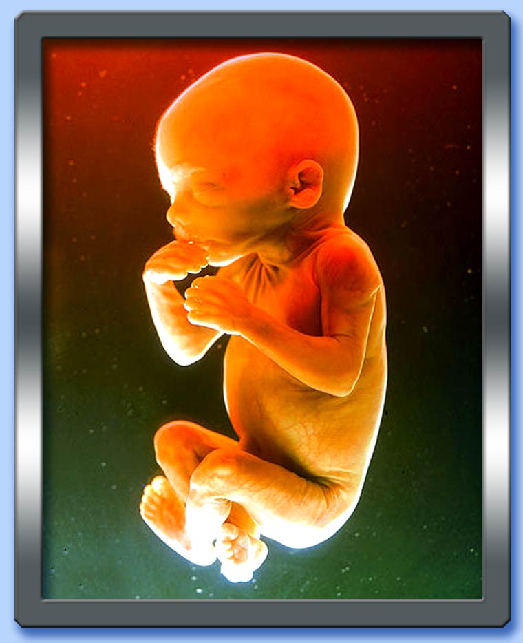 FOETUS dans images foetus