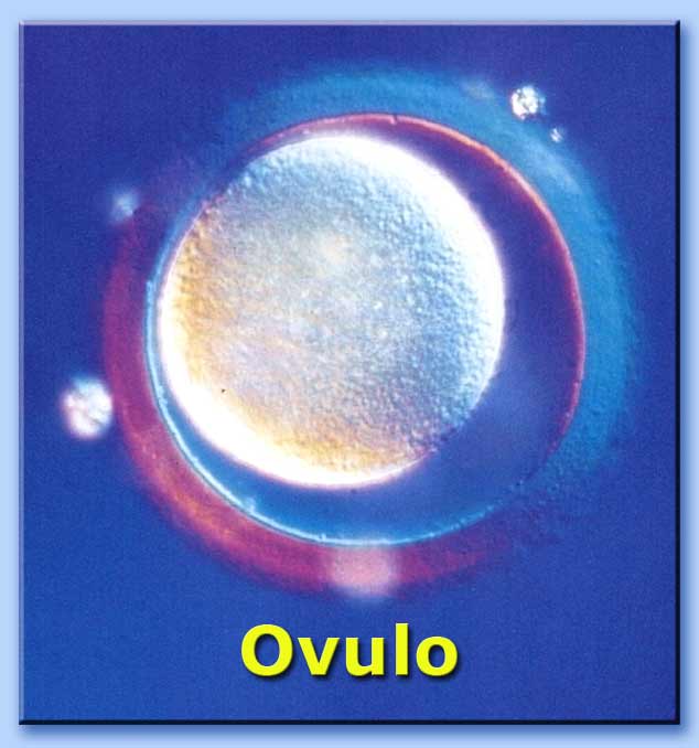 ovulo