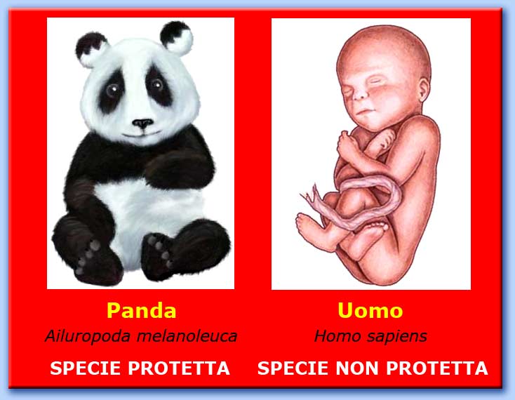 panda e bambino