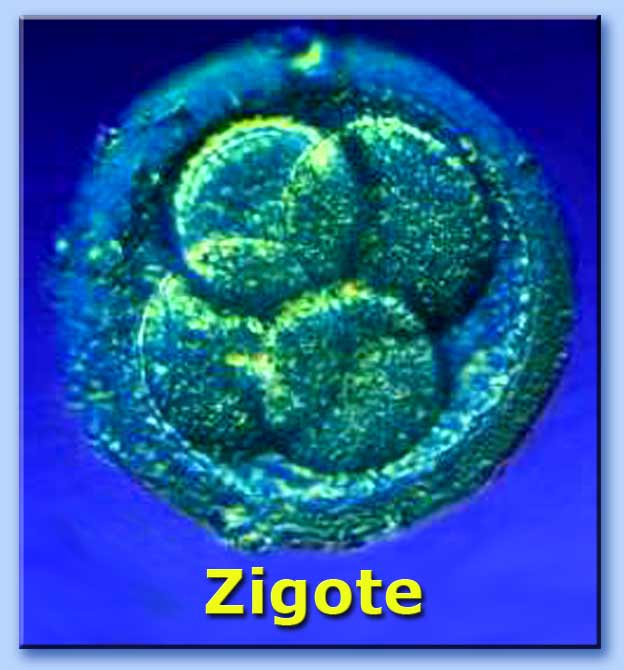 zigote