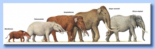 evoluzione dell'elefante