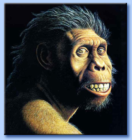 homo habilis