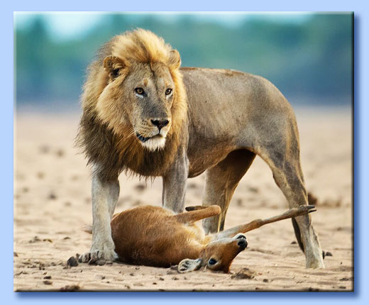 leone uccide gazzella