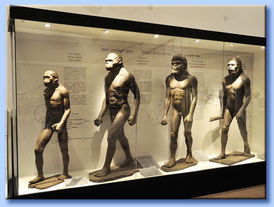 museo evoluzionismo