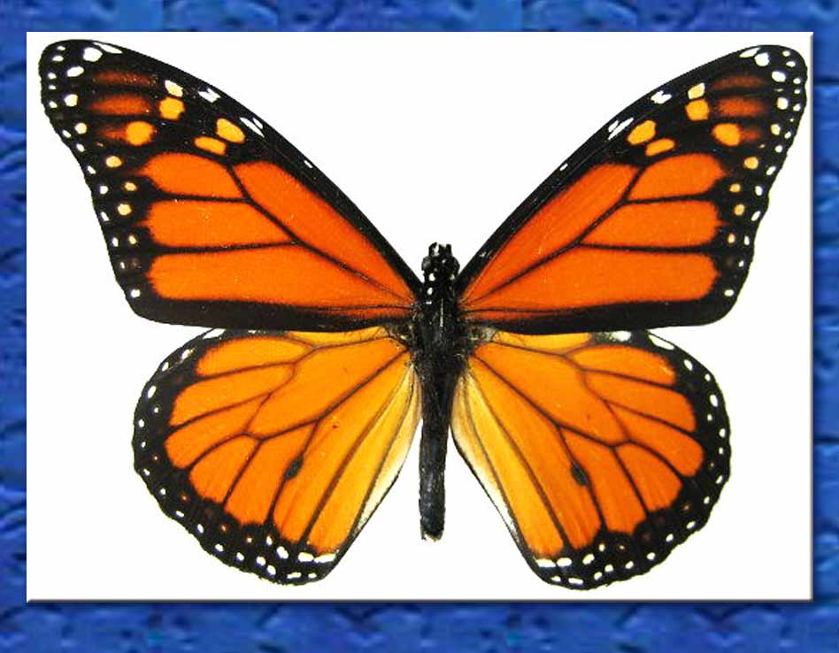 farfalla monarca - illuminati