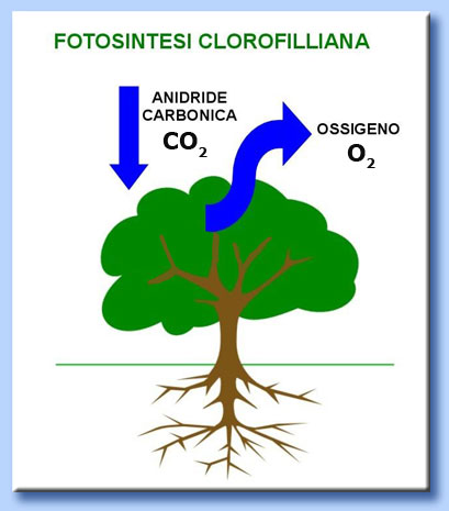 fotosintesi clorofilliana