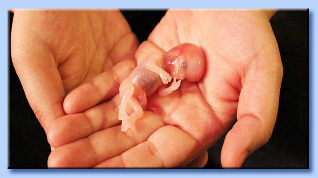 feto umano