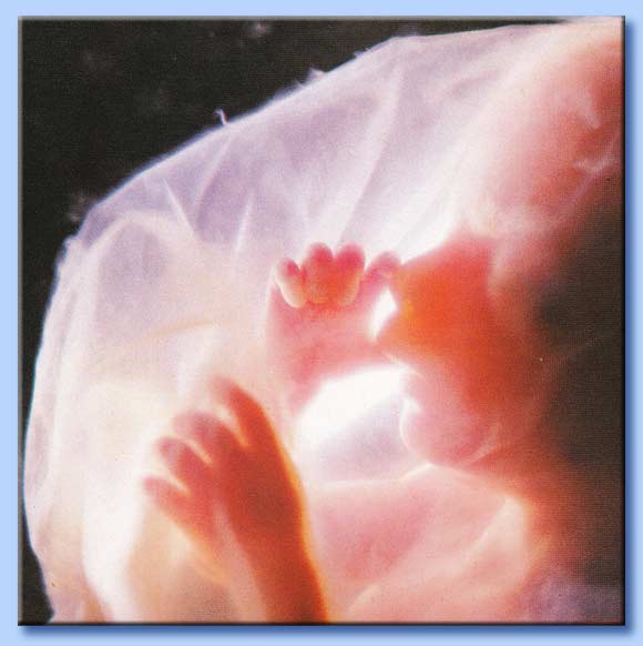 feto di cinque mesi si succhia il pollice