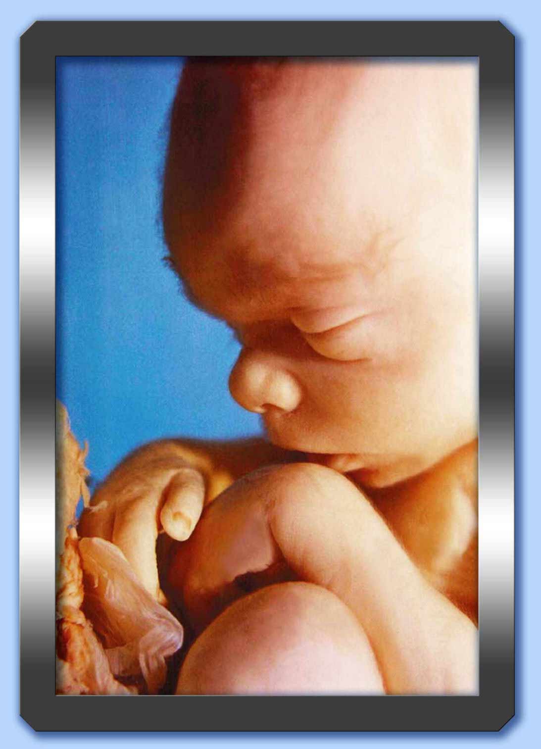 feto umano di cinque mesi