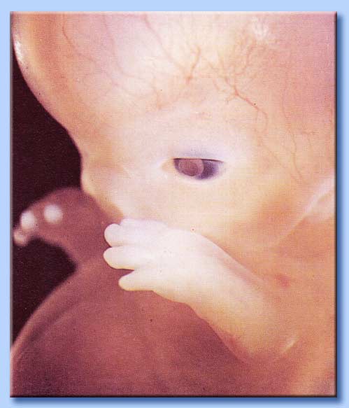 feto di otto settimane 