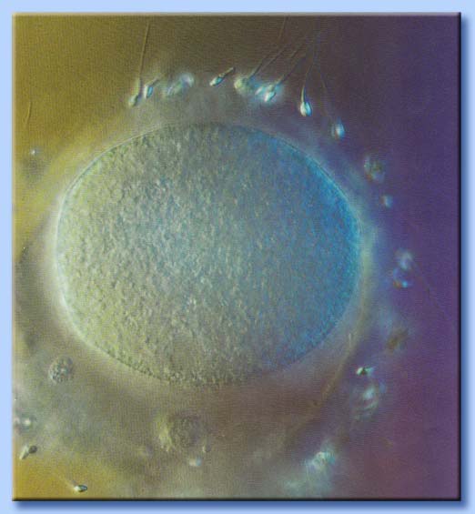 spermtozoi circondano l'ovulo