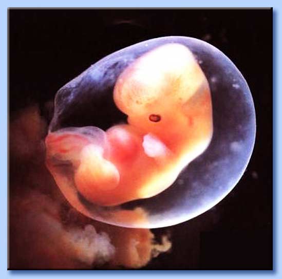 feto a sei settimane