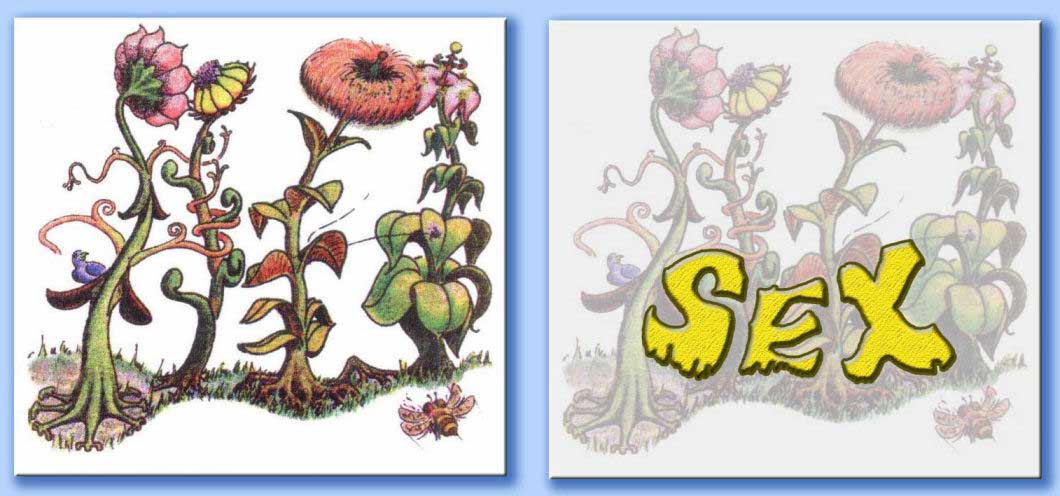 fiori sex