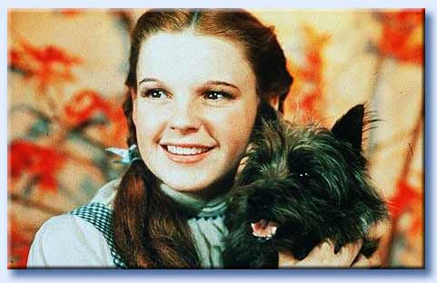 dorothy toto
