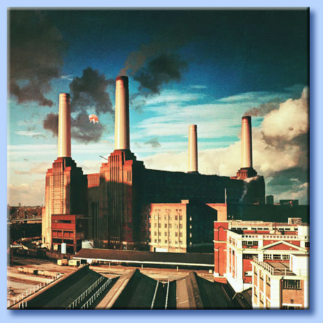 animals