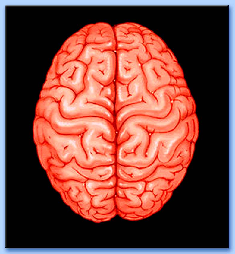 emisferi del cervello
