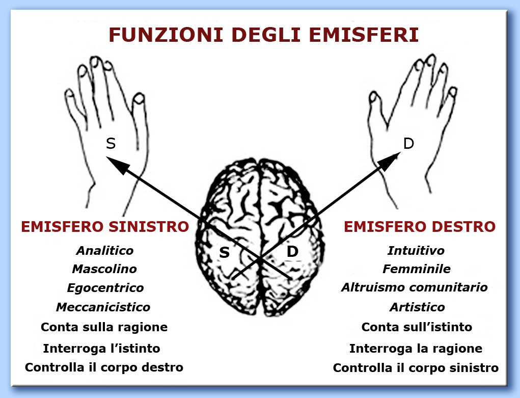 funzioni degli emisferi cerebrali